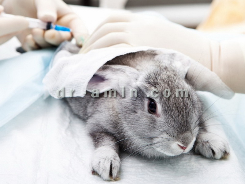 واکسیناسیون خرگوش