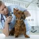 درمان التهاب و عفونت گوش سگ