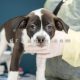 تشخیص بیماری های سگ قبل از واکسیناسیون در کلینیک دامپزشکی