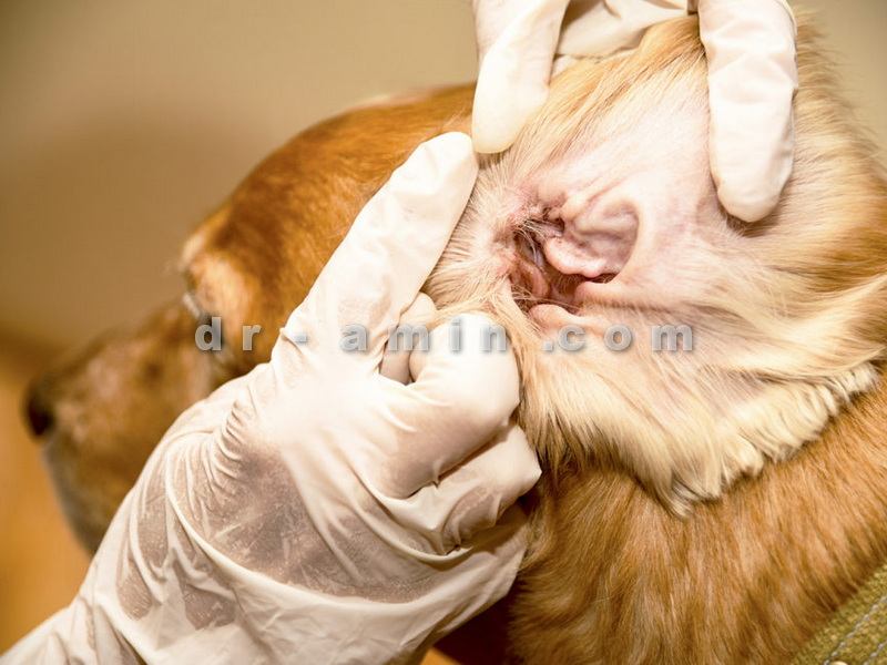 درمان بیماری عفونی سگ در تهران