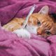 درمان بیماری عفونی گربه
