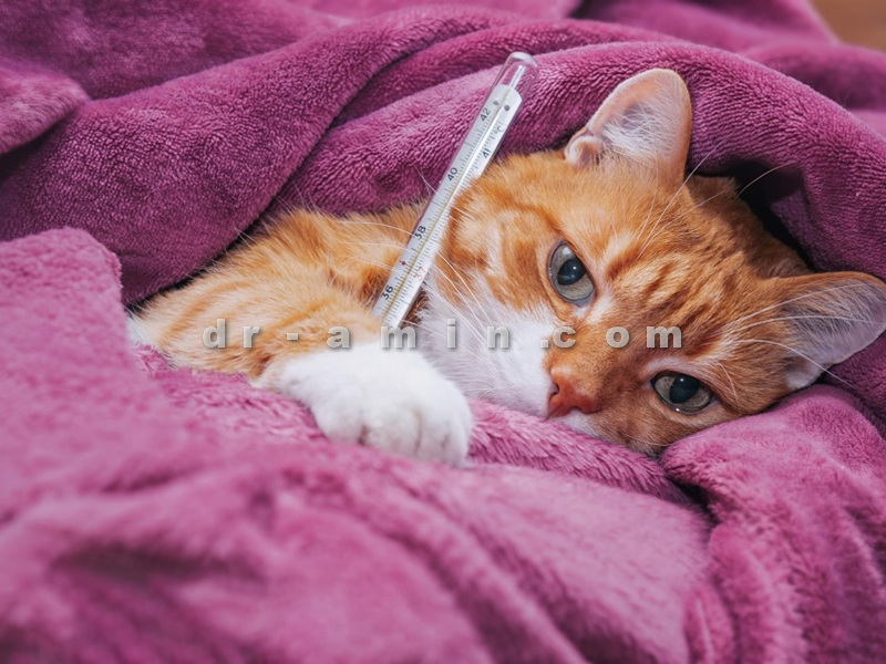درمان بیماری عفونی گربه