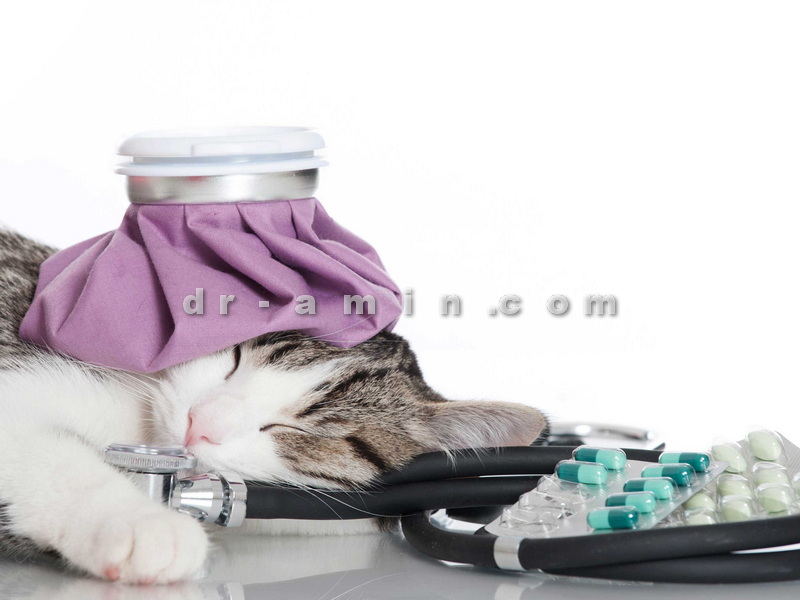 درمان حساسیت گربه