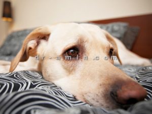 درمان عفونت سگ