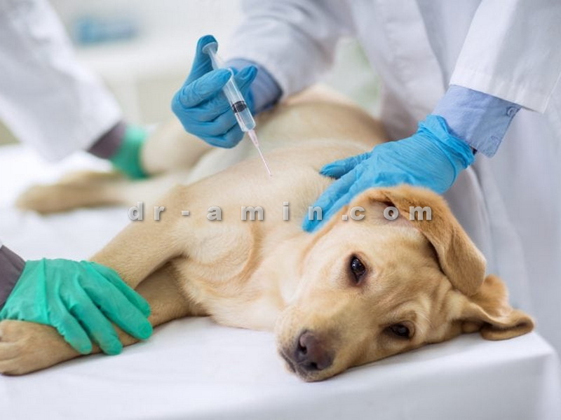 واکسیناسیون سگ های خانگی