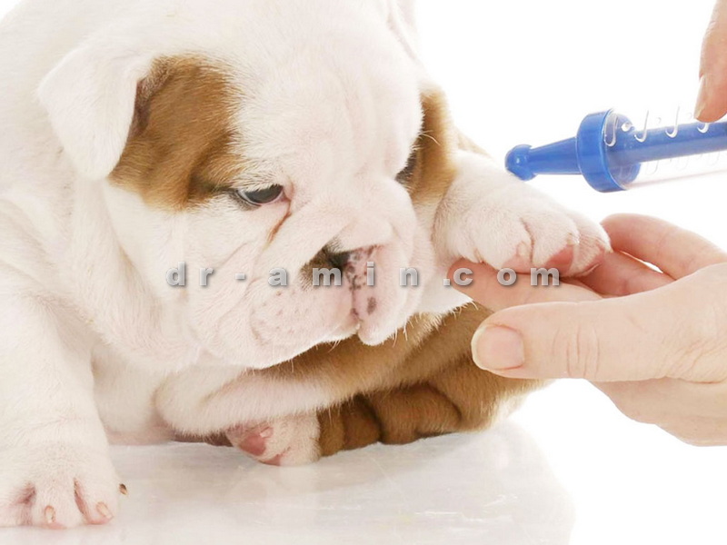 بهترین زمان واکسیناسیون سگ