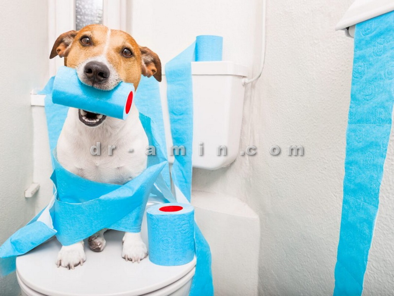 تربیت سگ برای دستشویی