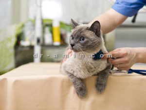 درمان بیماری گربه2