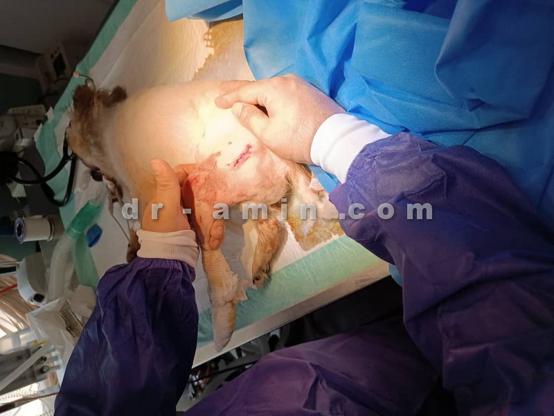 جراحی پای سگ نر مولد