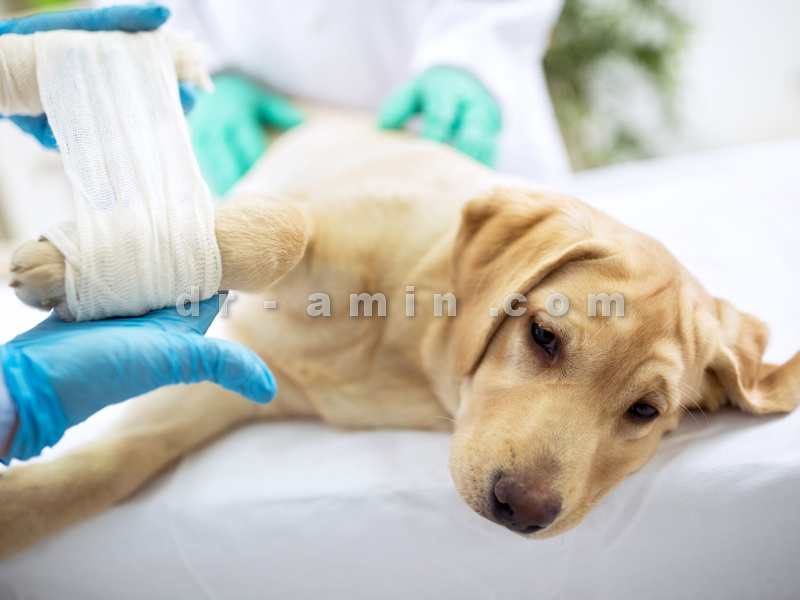 عمل جراحی حیوانات خانگی