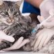 تزریق واکسن سه گانه گربه