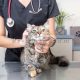 درمان حیوانات خانگی