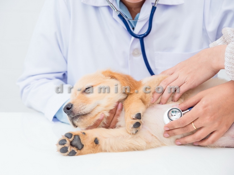 معاینه و درمان حیوانات خانگی