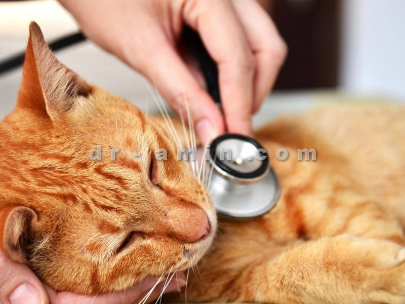 درمان گربه