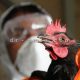 درمان بیماری های عفونی پرندگان