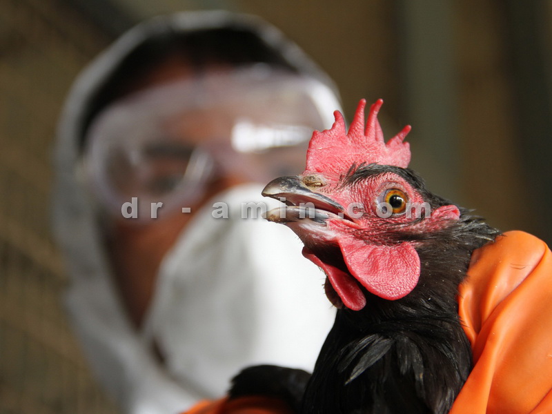 درمان بیماری های عفونی پرندگان