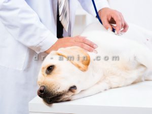 درمان بیماری های حیوانات خانگی