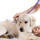 درمان دیستمپر سگ