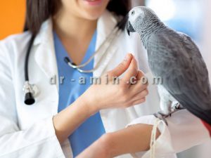 درمان پرندگان زینتی