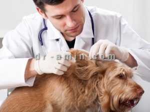 درمان کک و کنه سگ