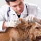 درمان کک و کنه سگ