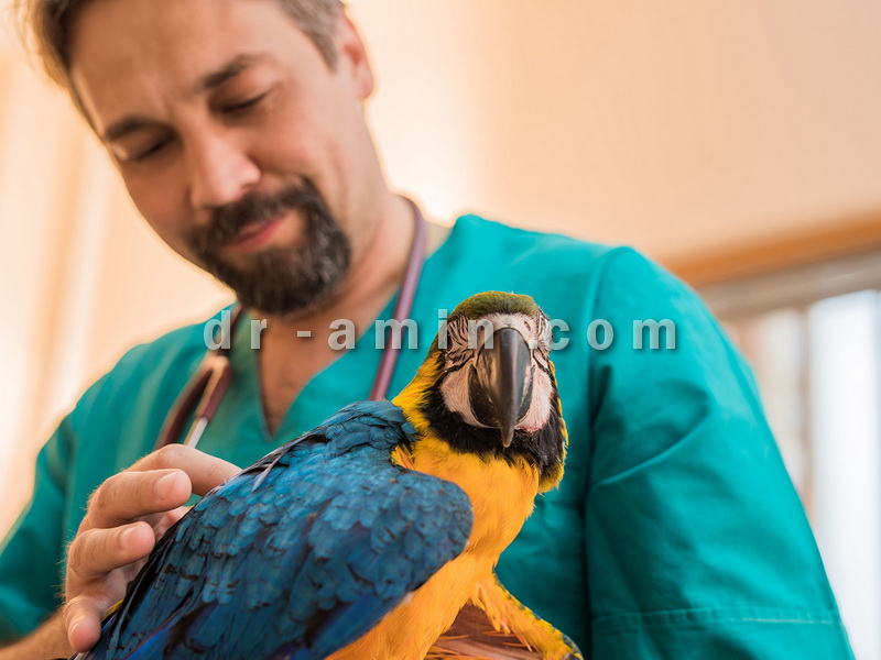 معاینه و درمان پرندگان زینتی