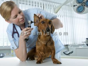 درمان التهاب و عفونت گوش سگ