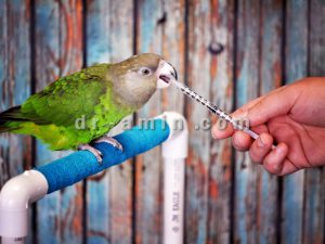 واکسیناسیون پرندگان زینتی