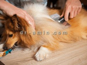 آرایش و اصلاح موی سگ