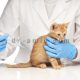 حراج واکسن سه گانه گربه