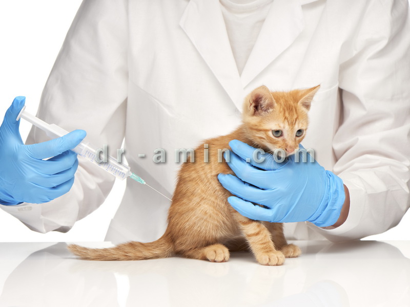 حراج واکسن سه گانه گربه
