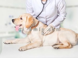درمان خارش پوستی سگ