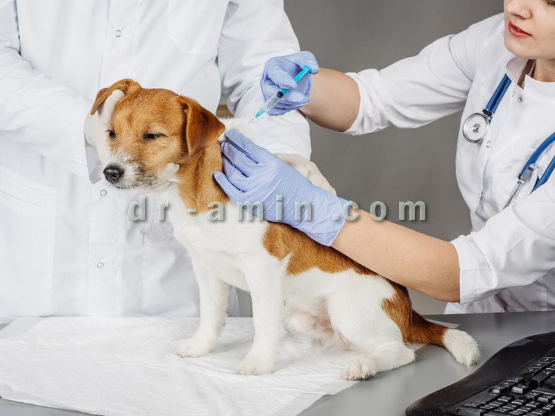 تزریقات حیوانات خانگی در محل