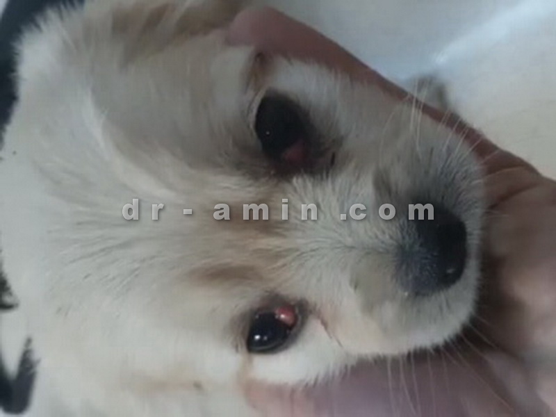 عمل جراحی چشم گیلاسی (بیرون زدگی غده اشکی) توله سگ 50 روزه - قبل از عمل