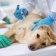 واکسیناسیون سگ های خانگی