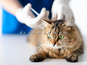 واکسیناسیون گربه های خانگی
