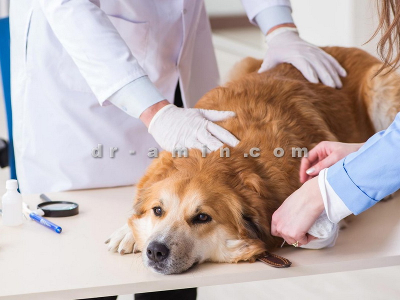 درمان بیماری سگ
