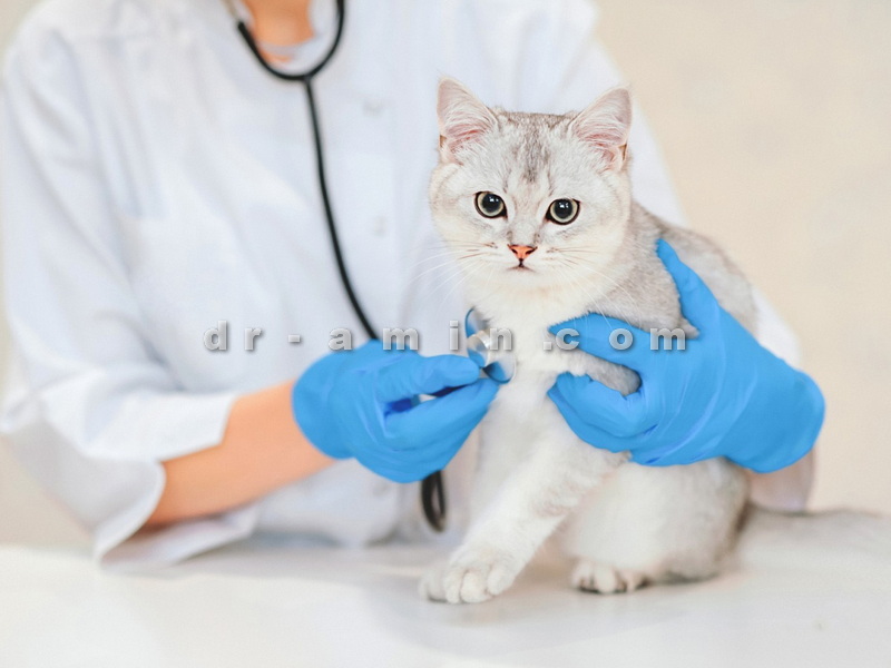درمان بیماری گربه