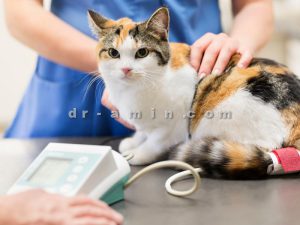 درمان بیماری گربه3 (2)