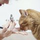 درمان کرم های نواری گربه