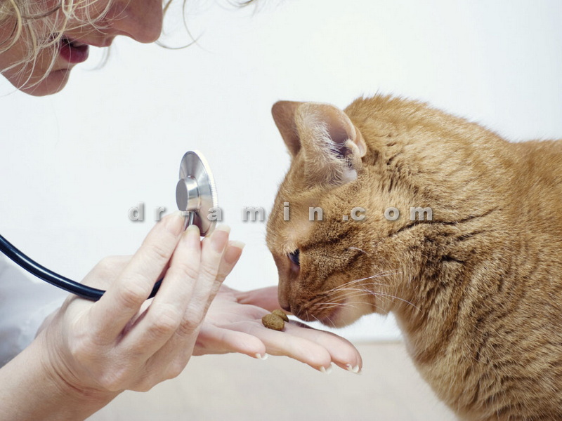 درمان کرم های نواری گربه