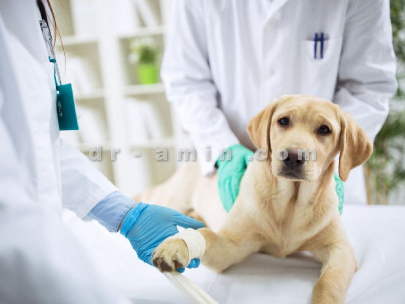 تزریق واکسن سگ