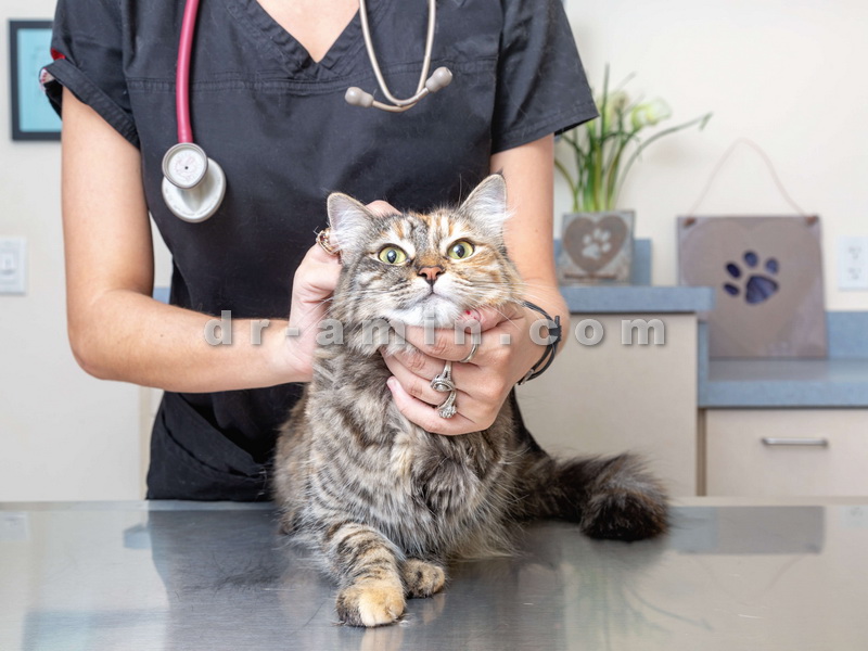 درمان حیوانات خانگی
